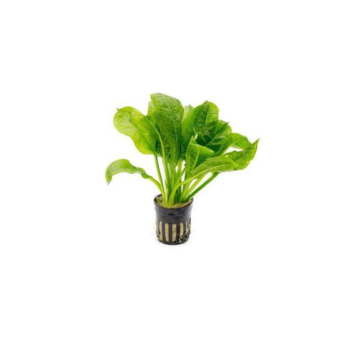 Echinodorus Rosette Sword – Live Aquarium Plant (Buy 2 Get 1 Free)
