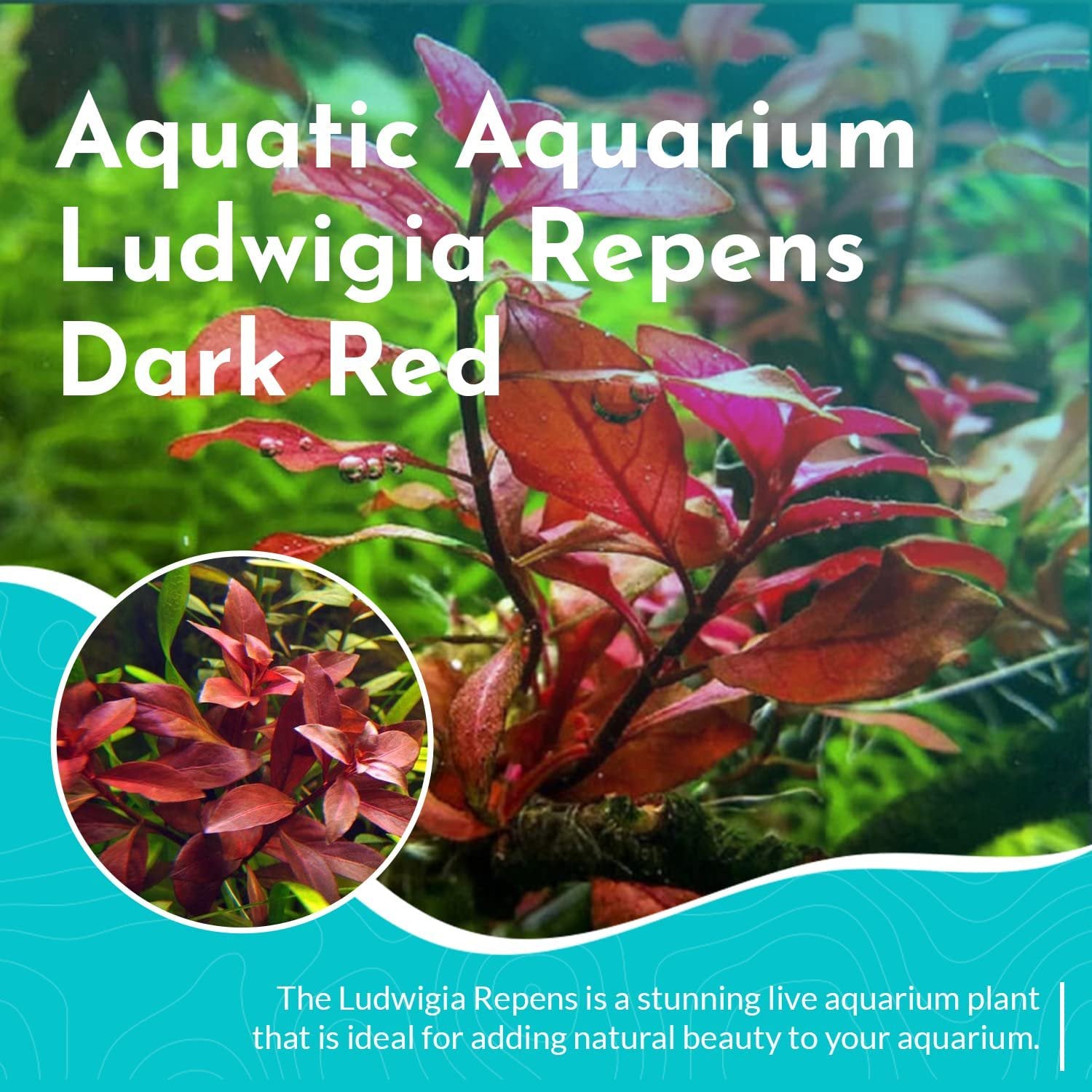 Ludwigia Repens (Dark Red)