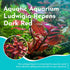 Ludwigia Repens (Dark Red)