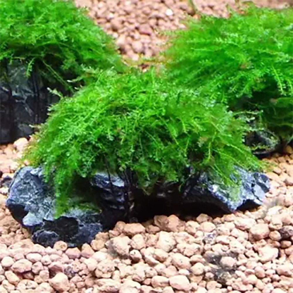 Weeping Moss (Vesicularia ferriei) – Live Freshwater Aquarium Plant
