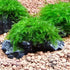 Weeping Moss (Vesicularia ferriei) – Live Freshwater Aquarium Plant