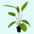 Rose Sparkle Sword (Echinodorus sp. “Rose Sparkle”) – Live Aquarium Plant