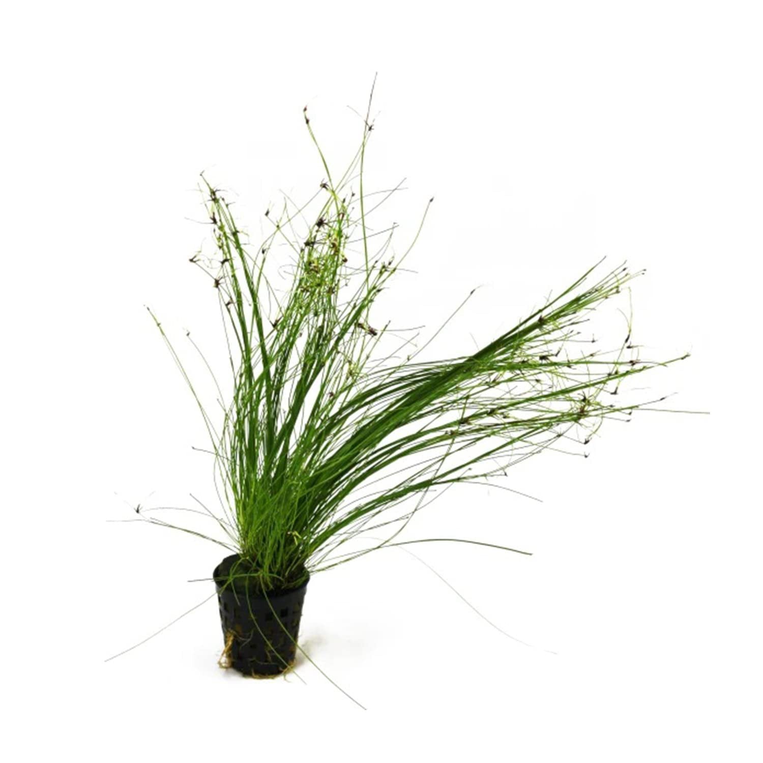Hairgrass (Eleocharis Vivipara)