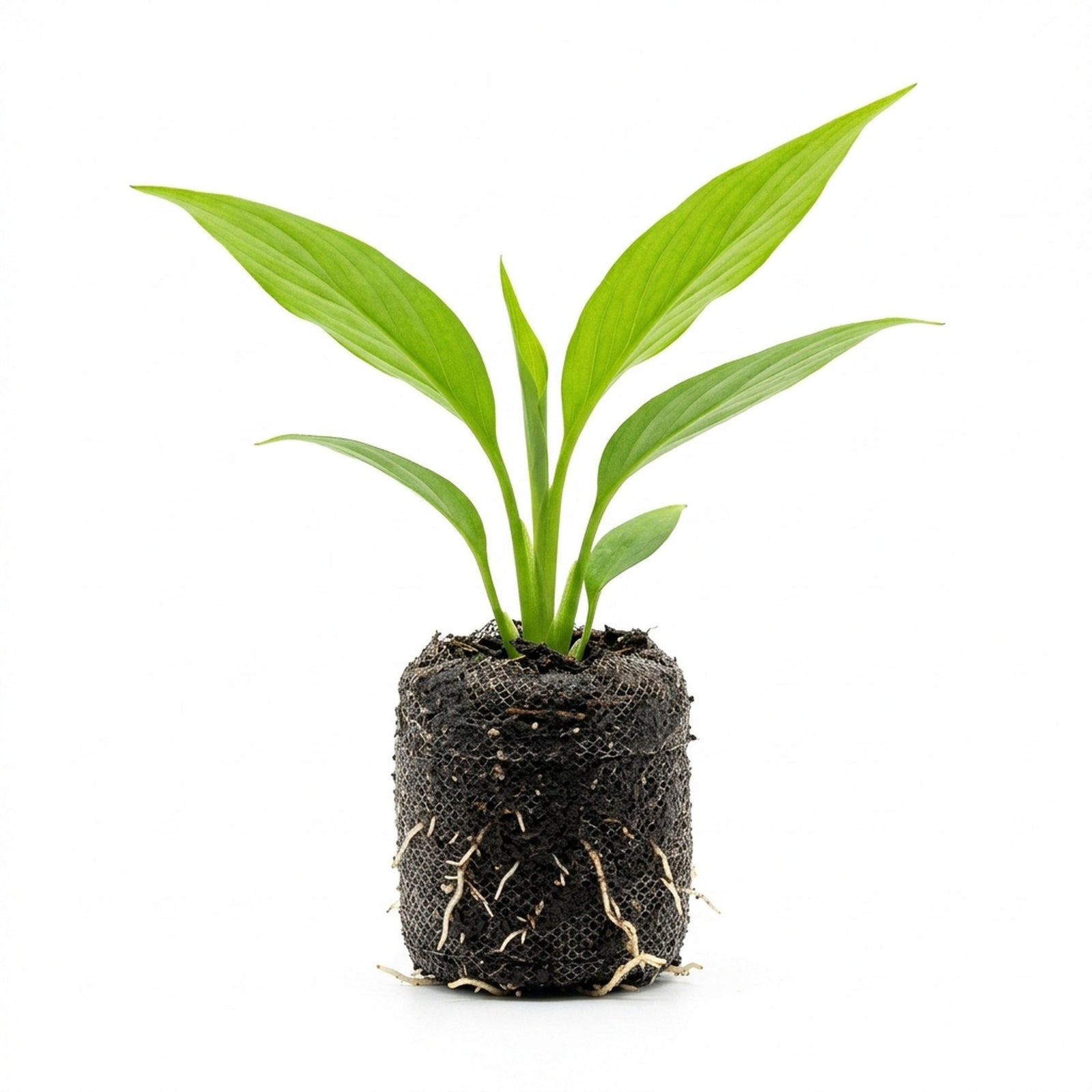 Spathiphyllum (Peace Lily) Rooted Starter Plant 3 Pack