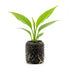 Spathiphyllum (Peace Lily) Rooted Starter Plant 3 Pack