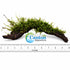 Moss On Wood – Live Aquarium Moss Attached to Natural Driftwood