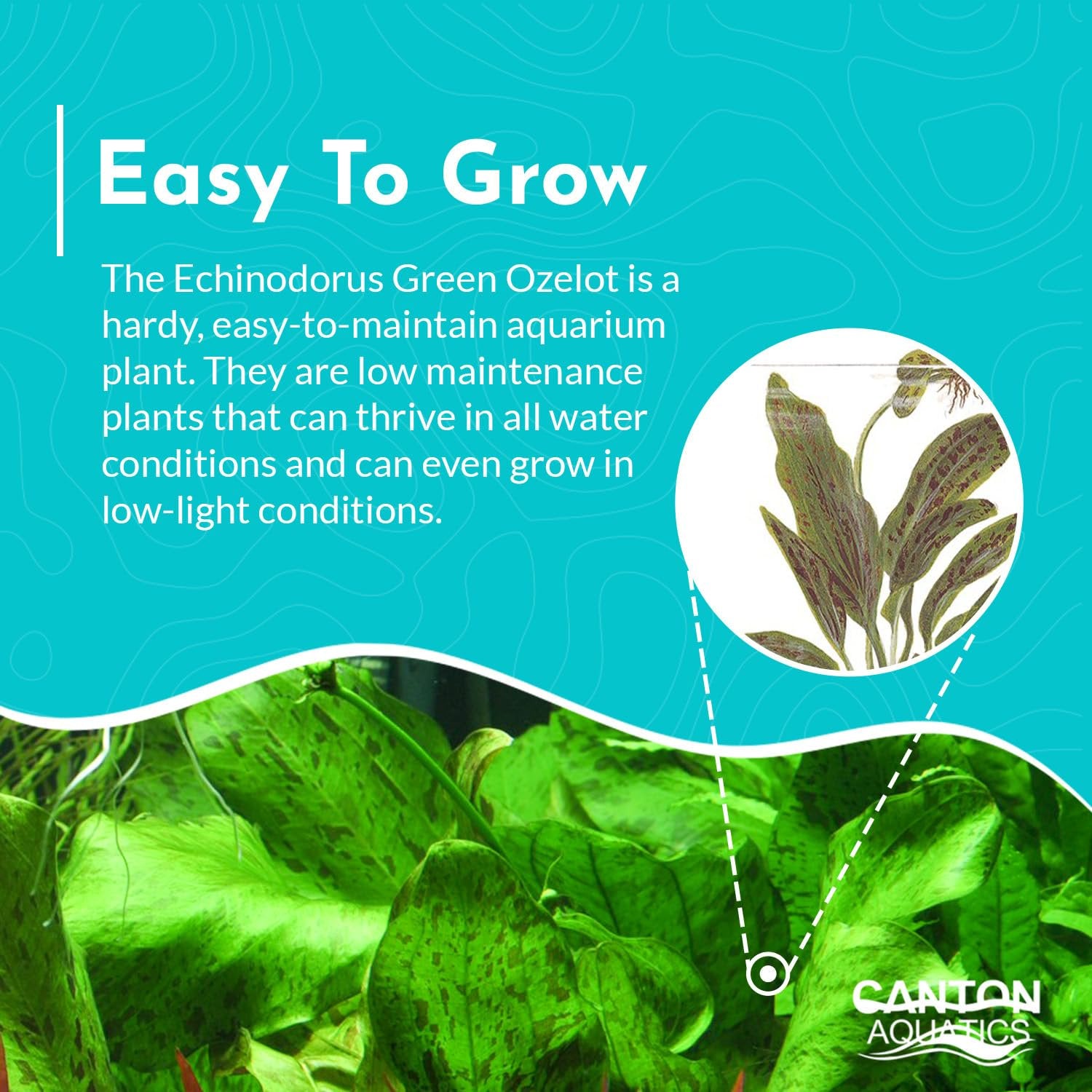 Echinodorus Ozelot Green Amazon Sword Live Aquarium Plants BUY 2 GET 1 FREE