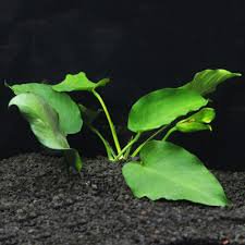 Anubias Barteri - Image 71 of 80
