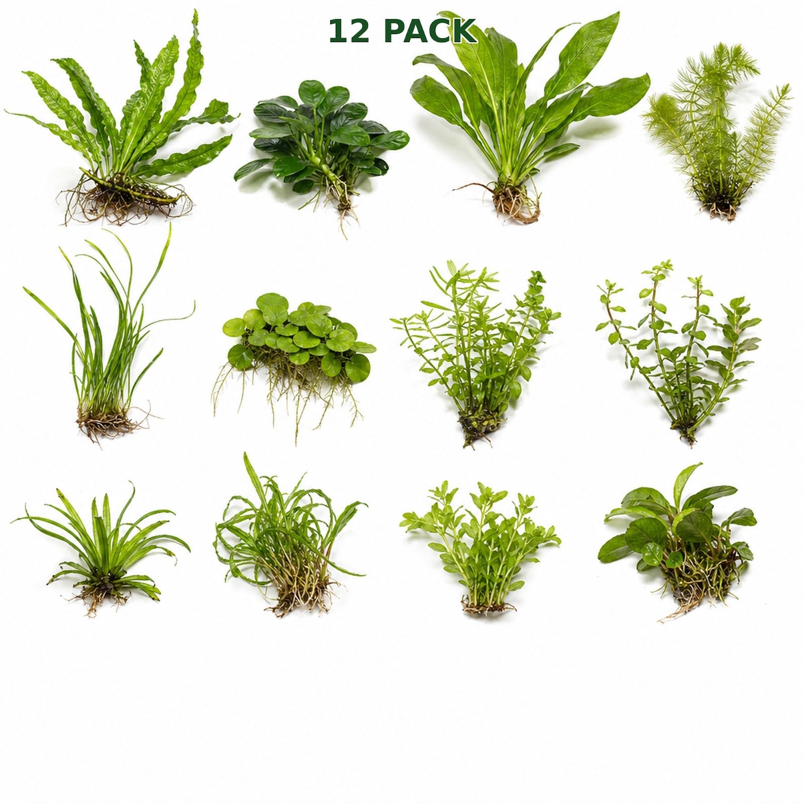 Beginner Live Aquarium Plants Bundle 3 to 75 Assorted Easy Plants for Fish Tanks
