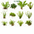 Beginner Live Aquarium Plants Bundle 3 to 75 Assorted Easy Plants for Fish Tanks