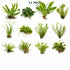 Beginner Live Aquarium Plants Bundle 3 to 75 Assorted Easy Plants for Fish Tanks