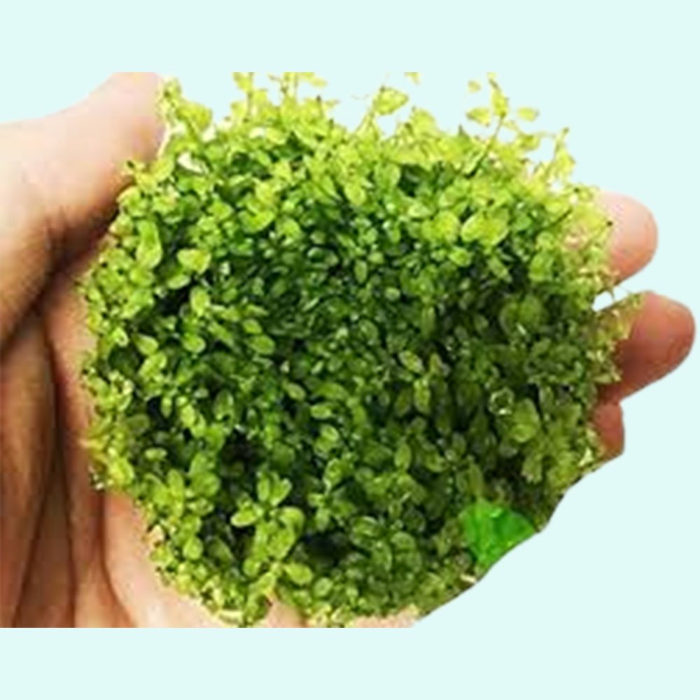 Pearl Weed (Hemianthus Micranthemoides) – Live Aquarium Plant