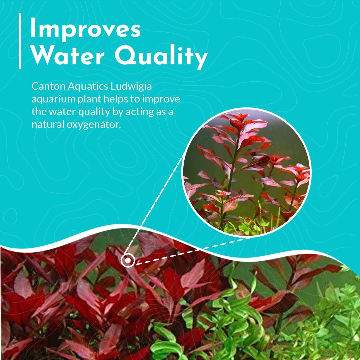 Ludwigia Repens (Dark Red)