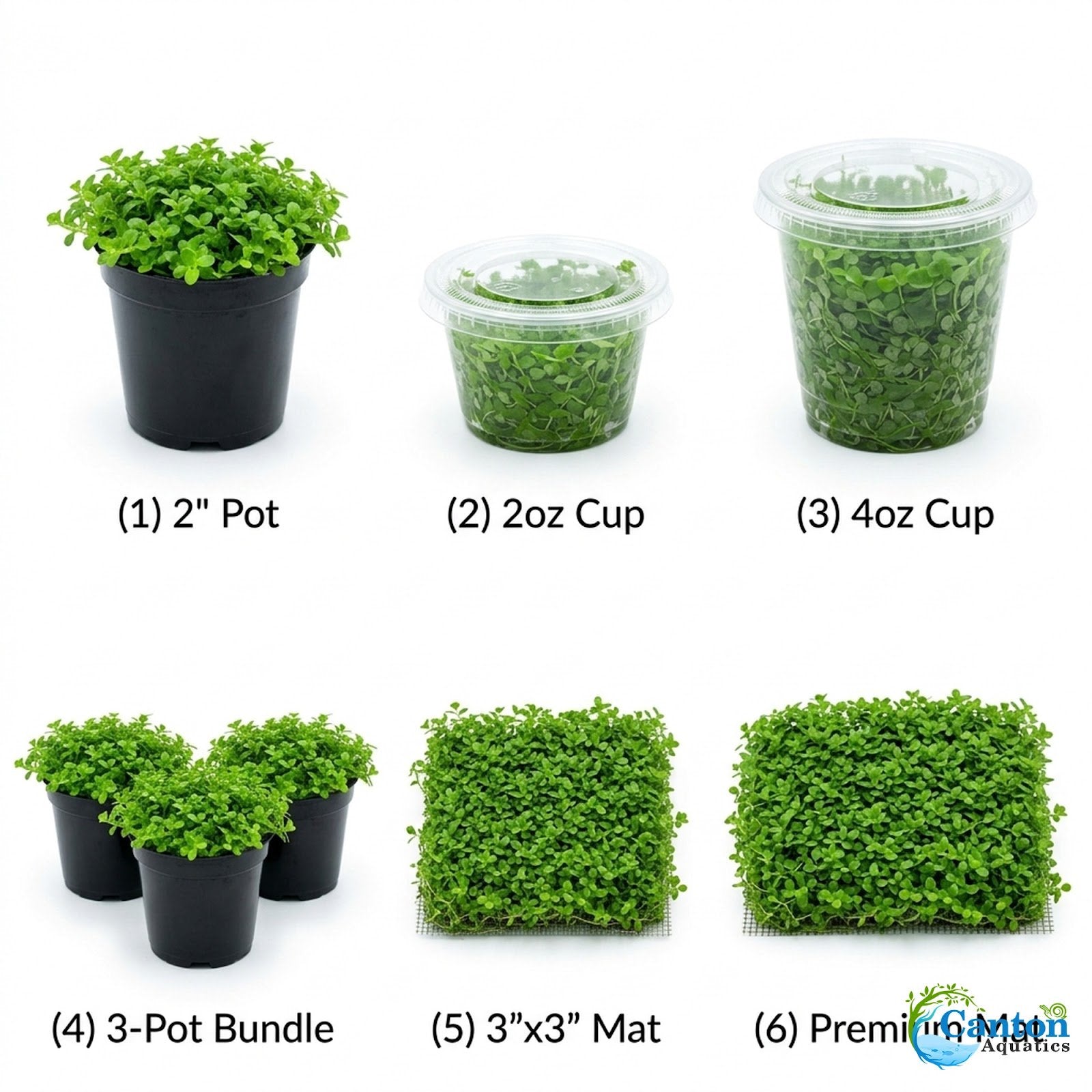Micranthemum 'Monte Carlo' - Live Freshwater Carpet Aquarium Plant