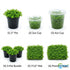 Micranthemum 'Monte Carlo' - Live Freshwater Carpet Aquarium Plant