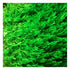 Flame Moss (Taxiphyllum 'Flame')