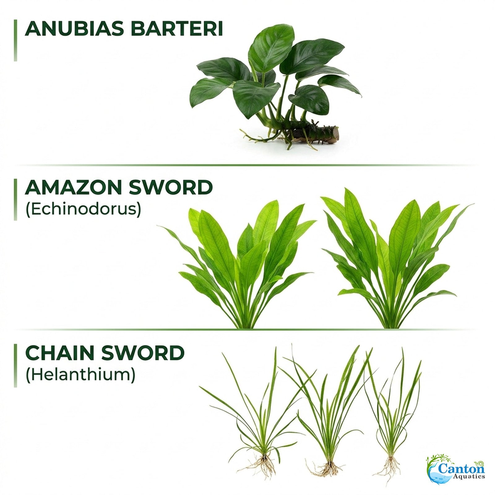 Aquarium Plant Bundle: 1 Anubias, 2 Amazon & 3 Dwarf Sag