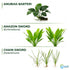 Aquarium Plant Bundle: 1 Anubias, 2 Amazon & 3 Dwarf Sag