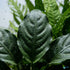 Cichlid-Friendly Live Plant Pack – Large Hardy Aquarium Plants (3 Pack)