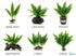 Java Fern (Microsorum pteropus) – Easy Live Freshwater Aquarium Plant