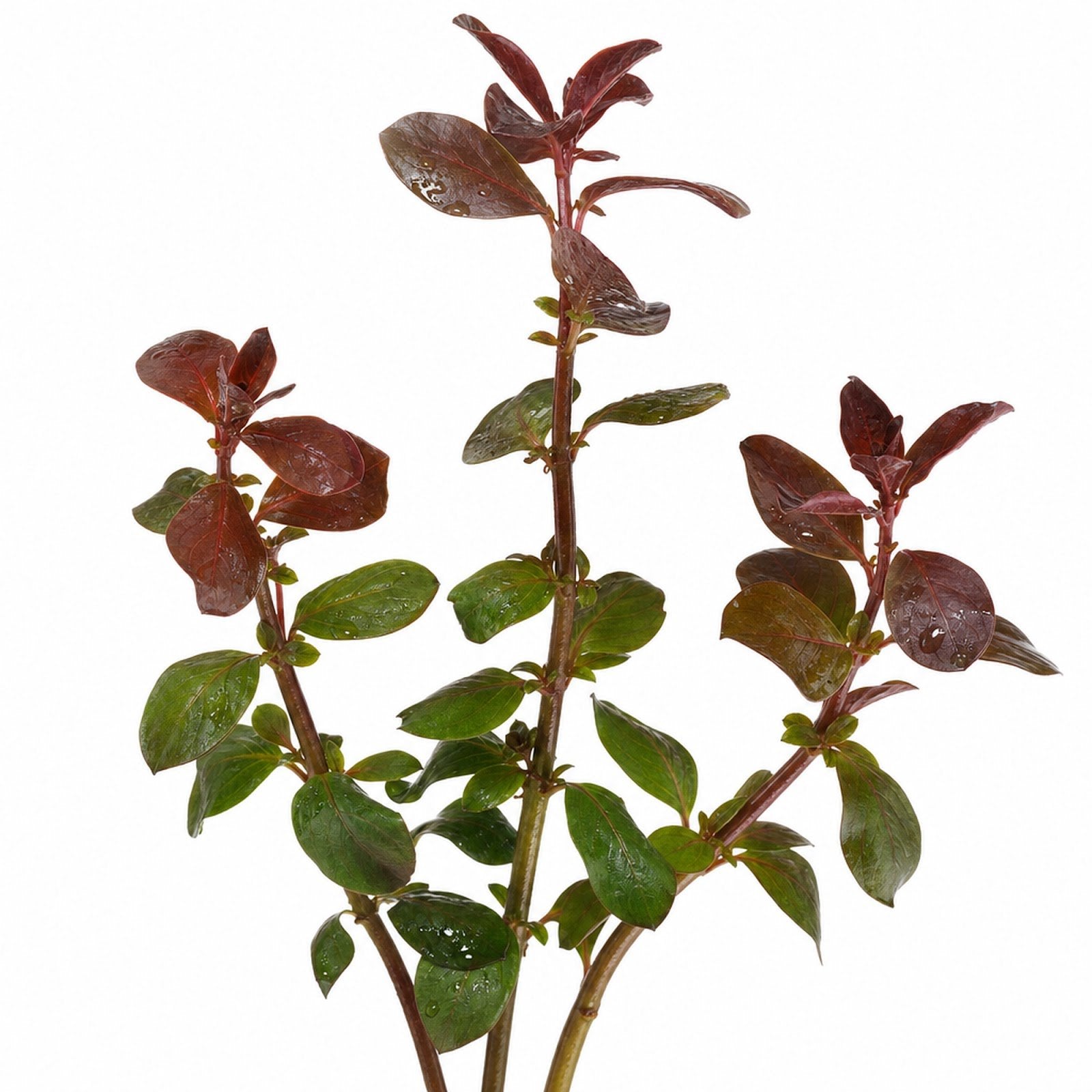 Ludwigia Repens (Dark Red)