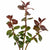 Ludwigia Repens (Dark Red)