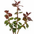 Ludwigia Repens (Dark Red)