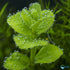 Moneywort (Bacopa monnieri) – Live Aquarium & Paludarium Plant