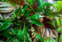 Cryptocoryne Crypt (Undulata)