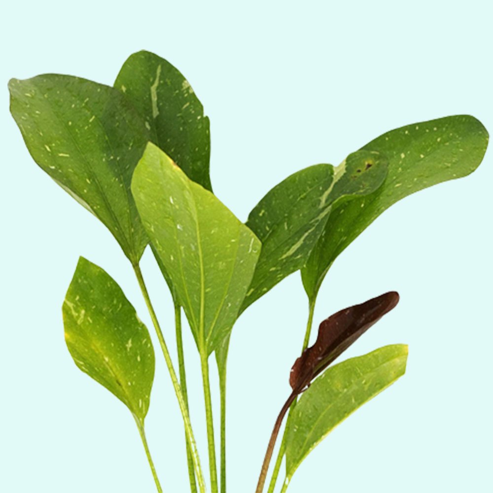 Rose Sparkle Sword (Echinodorus sp. “Rose Sparkle”) – Live Aquarium Plant