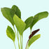 Rose Sparkle Sword (Echinodorus sp. “Rose Sparkle”) – Live Aquarium Plant