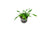 Cryptocoryne Crypt Lucens