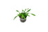 Cryptocoryne Crypt Lucens