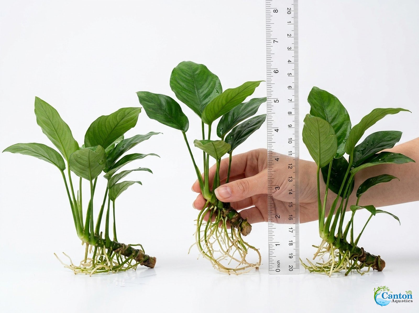 Anubias Starter Bundle (3-Pack) – Medium to Large