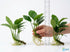 Anubias Starter Bundle (3-Pack) – Medium to Large