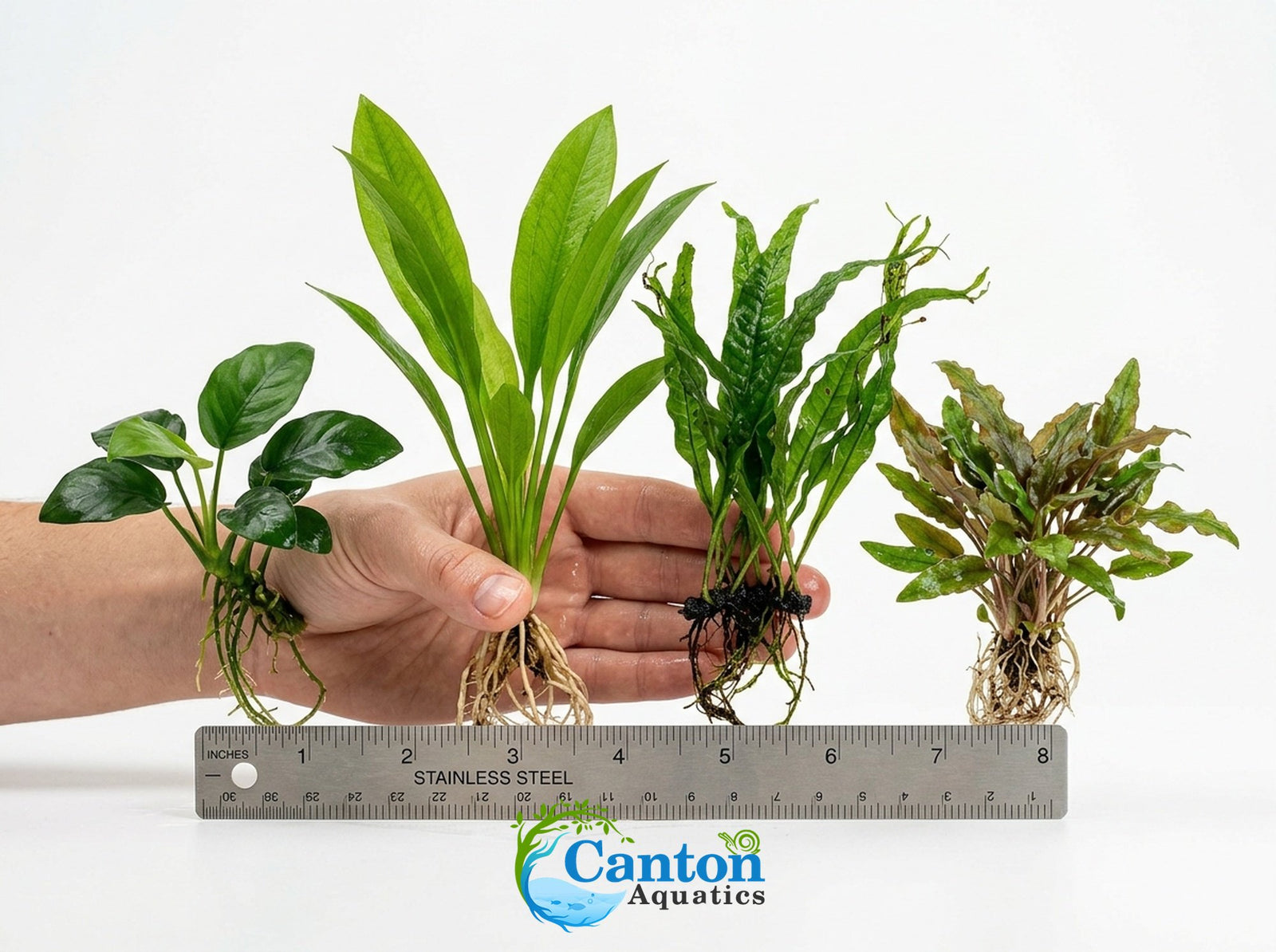 Live Aquarium Plants Essential Bundle