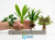 Live Aquarium Plants Essential Bundle