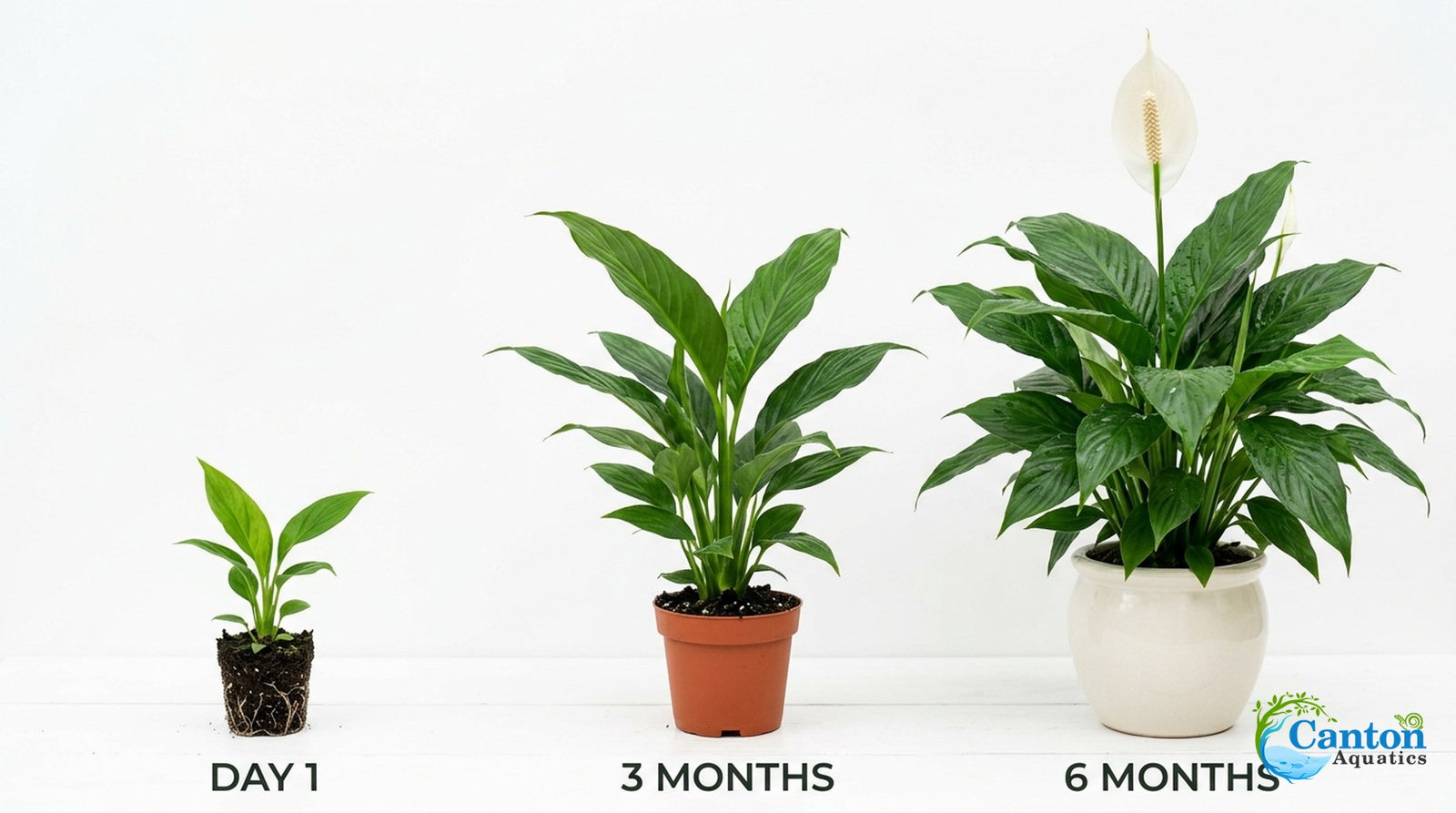 Spathiphyllum (Peace Lily) Rooted Starter Plant 3 Pack
