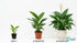 Spathiphyllum (Peace Lily) Rooted Starter Plant 3 Pack