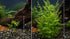 Canton Aquatics Live Aquarium Plants - Water Sprite Aquarium Plant, Ceratopteris Thalictroides - Perfect Live Aquatic Plants for Fish Tanks and Aquariums