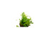 Bolbitis Heteroclita Difformis "Mini" – Live Aquarium Fern