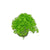 Micranthemum 'Monte Carlo' - Live Freshwater Carpet Aquarium Plant