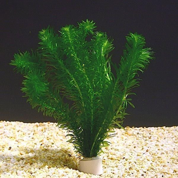 Anacharis Egeria Densa Bunch Live Aquarium Plants - Image 20 of 27