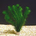 Anacharis Egeria Densa Bunch Live Aquarium Plants - Image 20 of 27