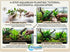 Live Aquarium Plants Essential Bundle