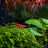 Live Shrimp Tank Plant Bundle | Aquarium Plants for Shrimp Neocaridina Cherry Shrimp