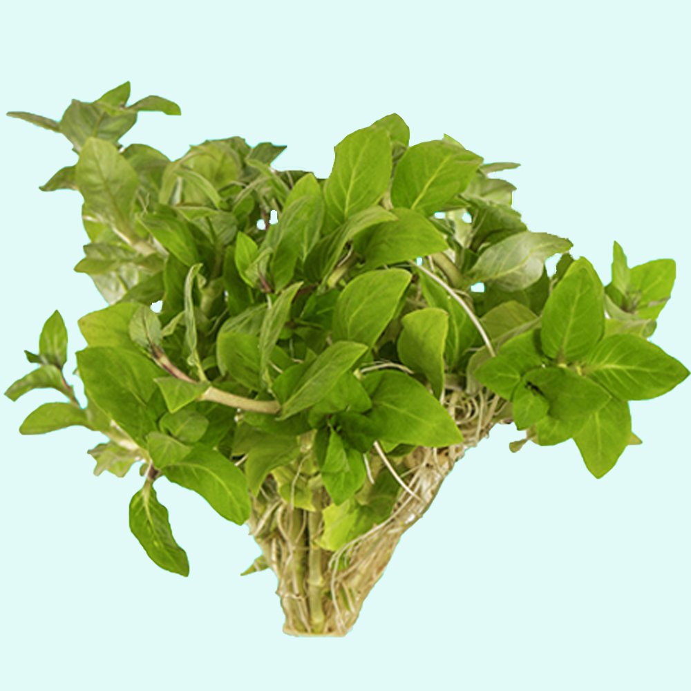 CANTON AQUATICS Staurogyne S Repens Plants - Long Lasting & Easy to Care - Promote High Water Quality and Fast - Growing Live Freshwater Carpet Plant for Aquascaping - 5X Clumps Plants