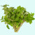 CANTON AQUATICS Staurogyne S Repens Plants - Long Lasting & Easy to Care - Promote High Water Quality and Fast - Growing Live Freshwater Carpet Plant for Aquascaping - 5X Clumps Plants