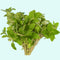 CANTON AQUATICS Staurogyne S Repens Plants - Long Lasting & Easy to Care - Promote High Water Quality and Fast - Growing Live Freshwater Carpet Plant for Aquascaping - 5X Clumps Plants