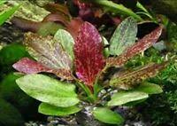 Rose Sparkle Sword (Echinodorus sp. “Rose Sparkle”) – Live Aquarium Plant